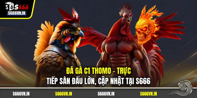 Đá Gà C1 Thomo - Trực Tiếp Màn So Tài Kịch Tính Tại S666 1 Đá Gà C1 Thomo - Trực Tiếp Sàn Đấu Lớn, Cập Nhật Tại S666