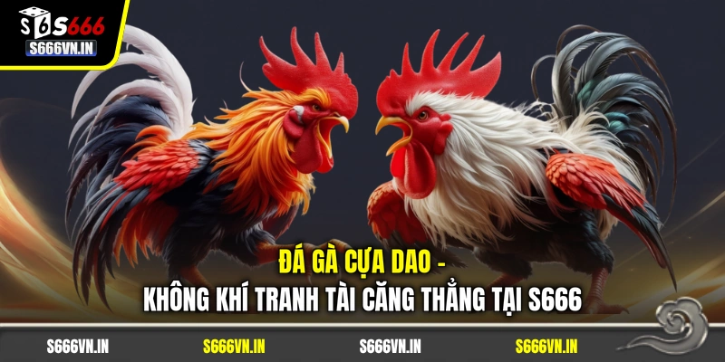 Đá Gà Cựa Dao - Theo Dõi Cuộc Đối Đầu Căng Thẳng Tại S666 1 Đá Gà Cựa Dao - Không Khí Tranh Tài Căng Thẳng Tại S666