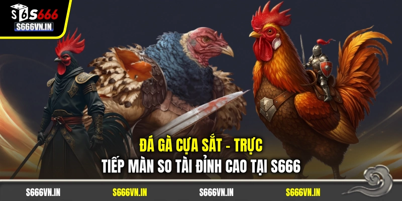 Đá Gà Cựa Sắt - Trực Tiếp Màn So Tài Đỉnh Cao Tại S666