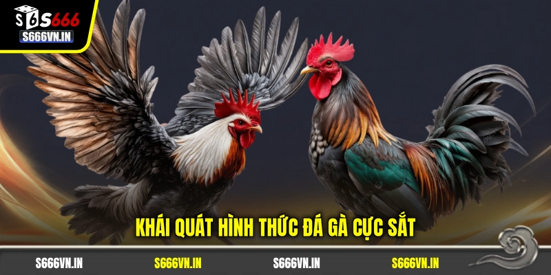 Khái quát hình thức đá gà cực sắt